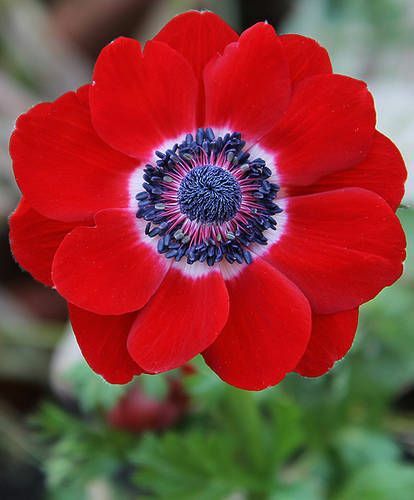 Anemone Red Poppy Hollandia Seed