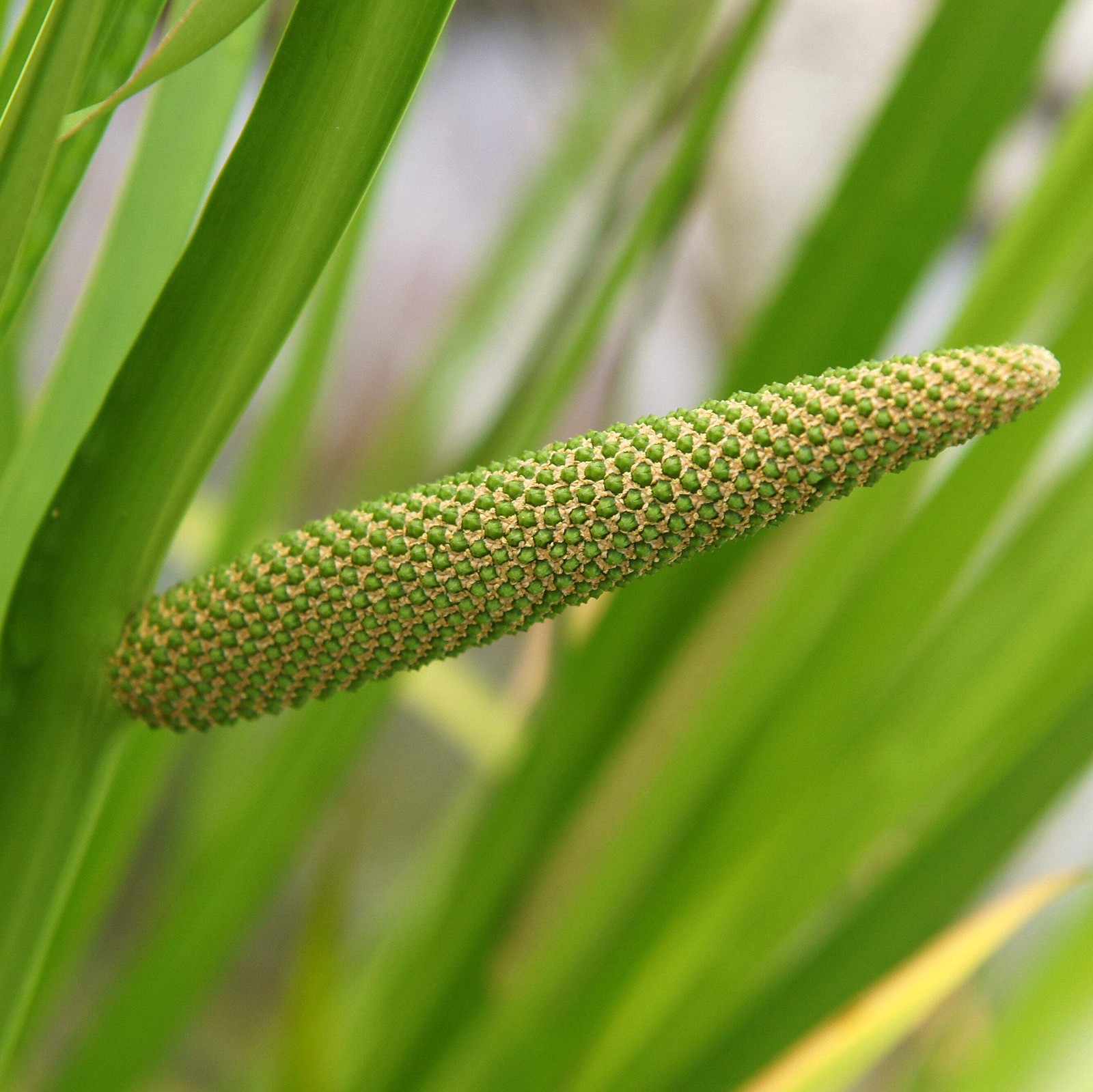 Calamus Seeds, Sweet Flag (Acorus americanus) ~Traditional Herb Native Garden