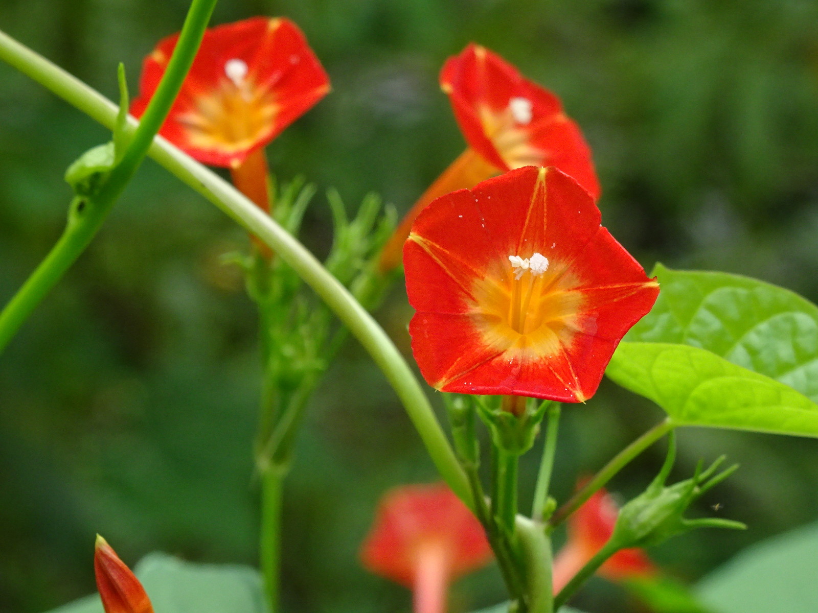 Native Morning Glory Ipomoea Coccinea ORANGE NOAH Hummingbird Vine Seeds 2023
