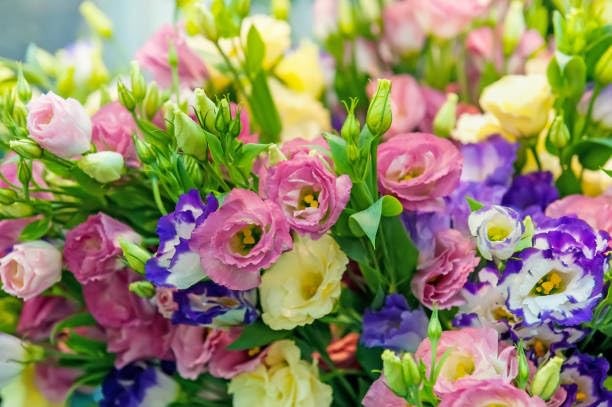 Mixed Lisianthus Seeds for Planting – 999+ Perennial Non-GMO Heirloom Seeds, …