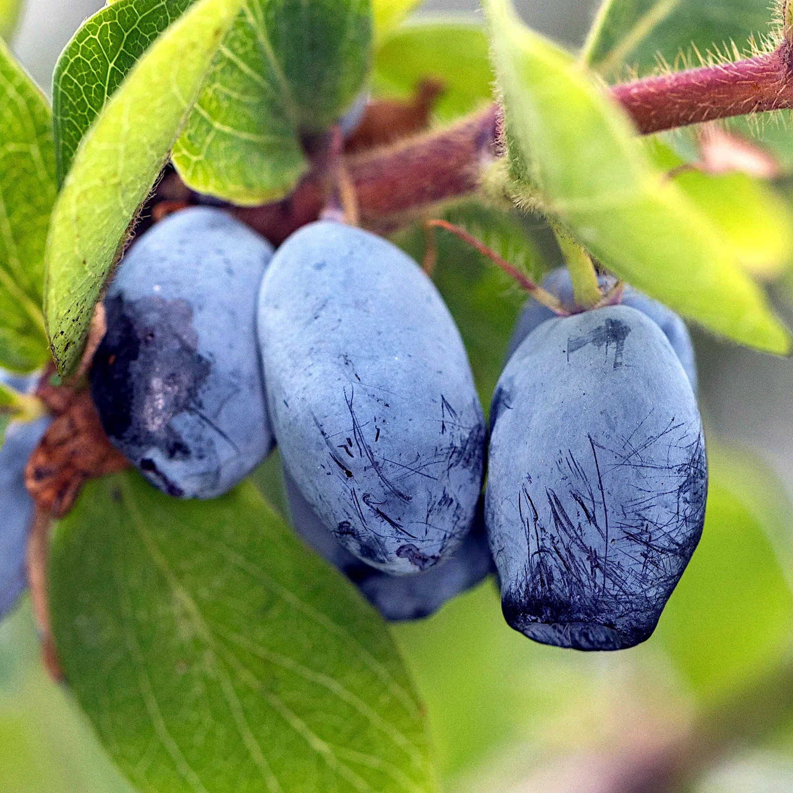 Honeyberry Seeds (Lonicera caerulea) Blue Honeysuckle Fruit Shrub Zone 2 Hardy