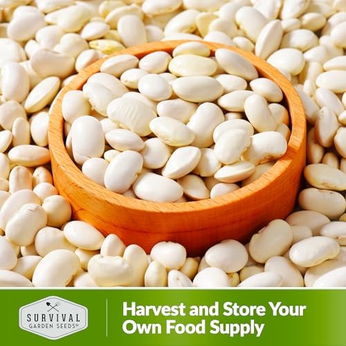 Fordhook Lima Bean Seeds for Planting – Packet with Instructions to Plant and 1
