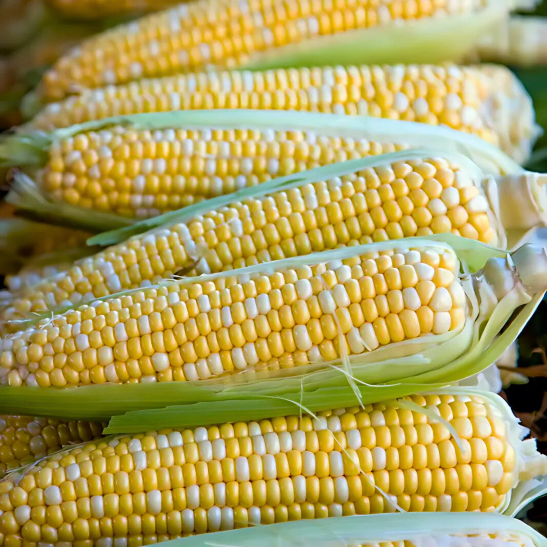 Fresh Peaches and Cream Corn Seeds | Sweet | Heirloom Non-GMO | Vegetable Seeds