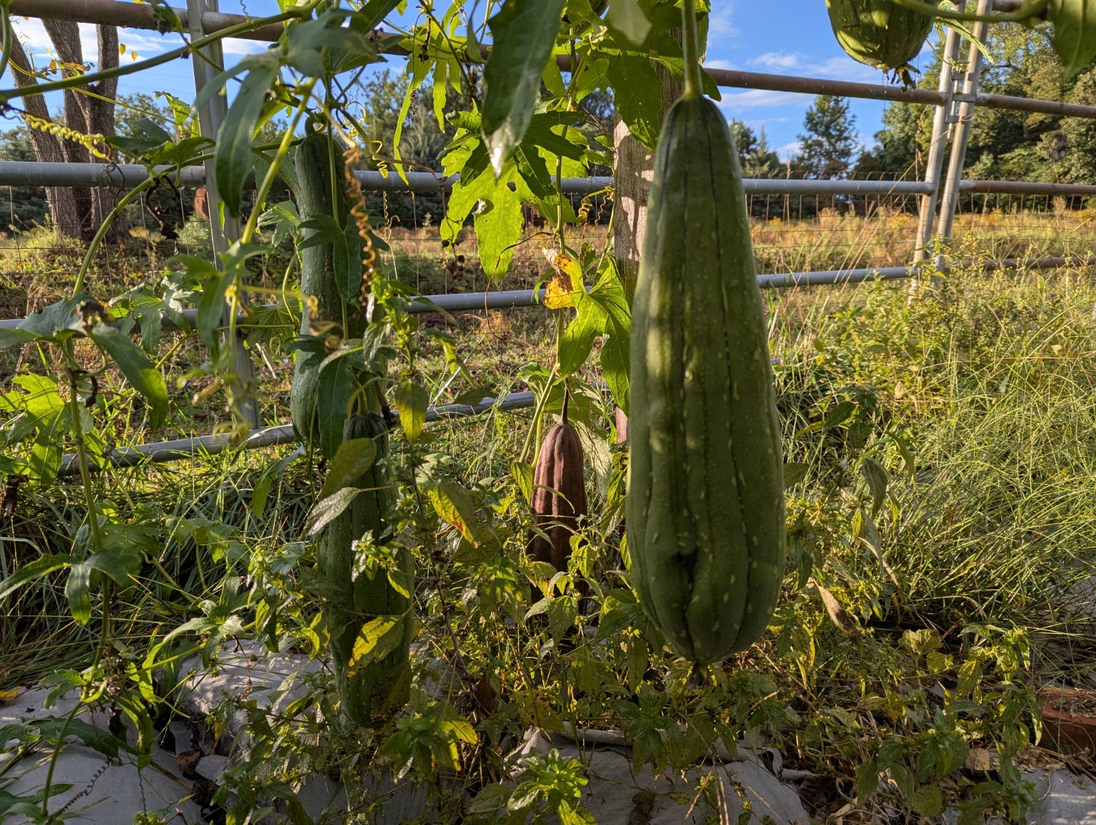 LUFFA GOURD SEEDS 50+ LOOFAH SPONGE GOURD garden DISHCLOTH gourd FREE SHIPPING