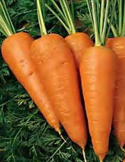 CHANTENAY RED CORED CARROT SEEDS 1000+ vegetable GARDEN culinary FREE SHIPPING