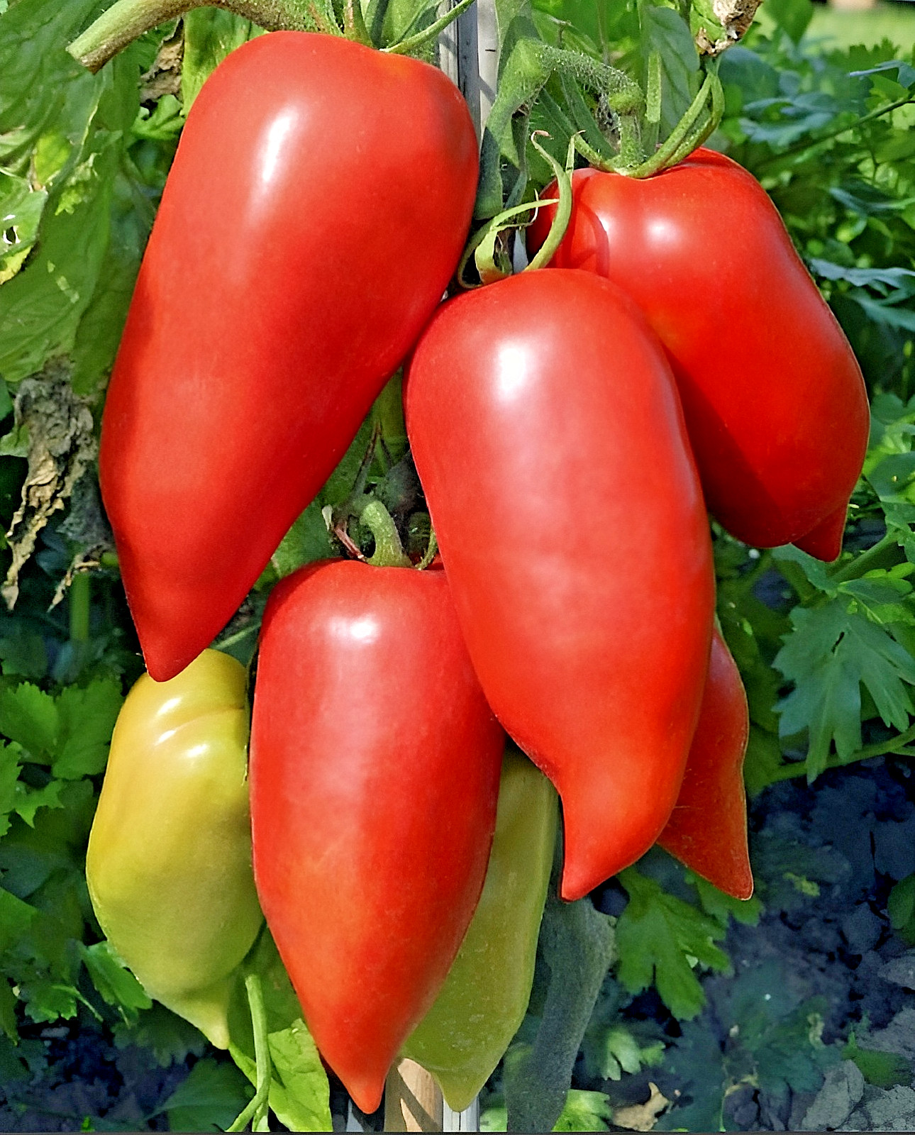 100 Heirloom Super Italian Paste Tomato Seeds – High Yields 6-10oz Indeterminate