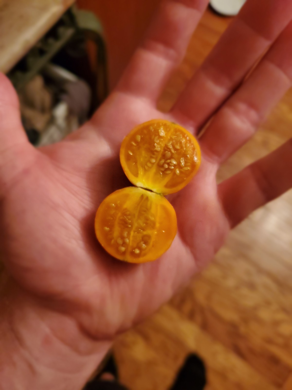 Solanum pseudolulo – 25 seeds – wild relative of Lulo/Naranjilla