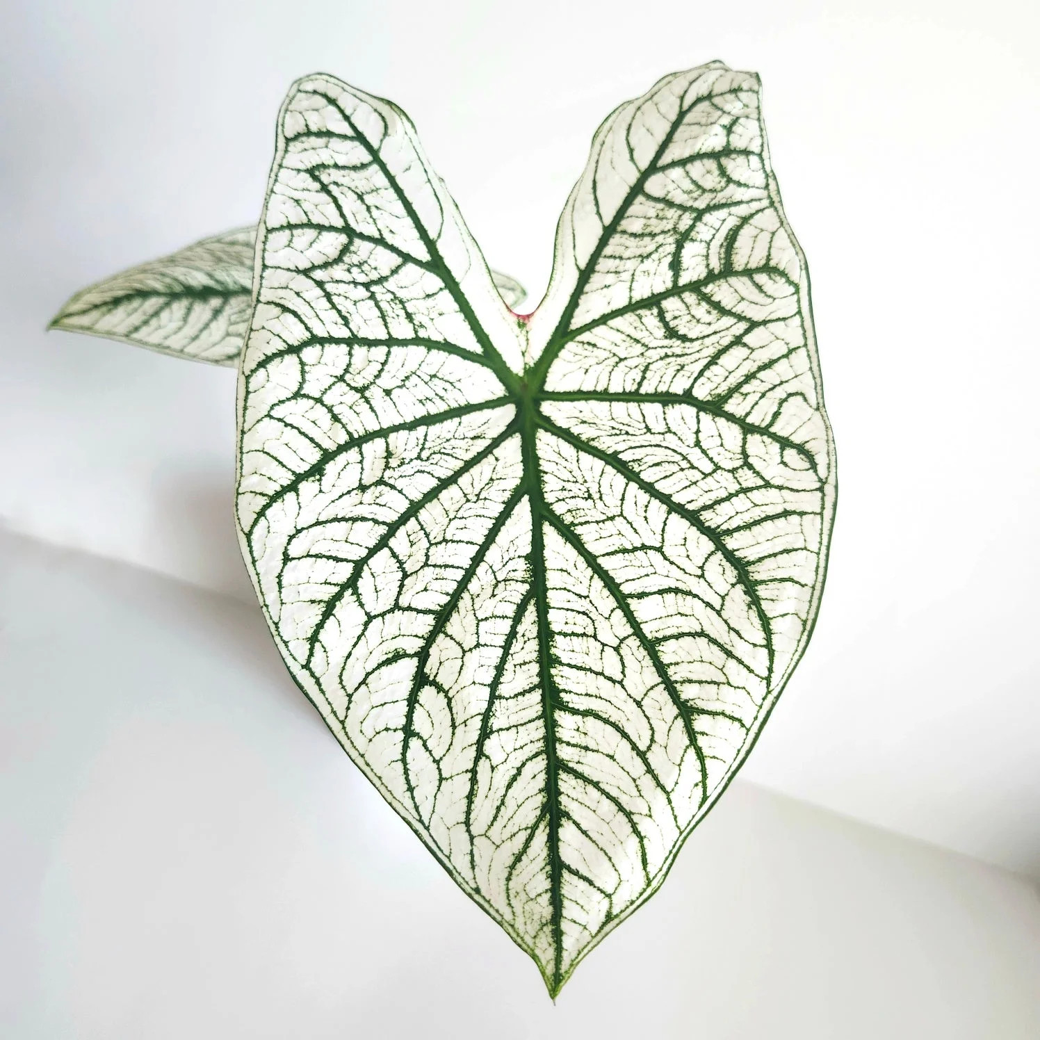 White and Green Candidum Caladium (2 Bulbs)