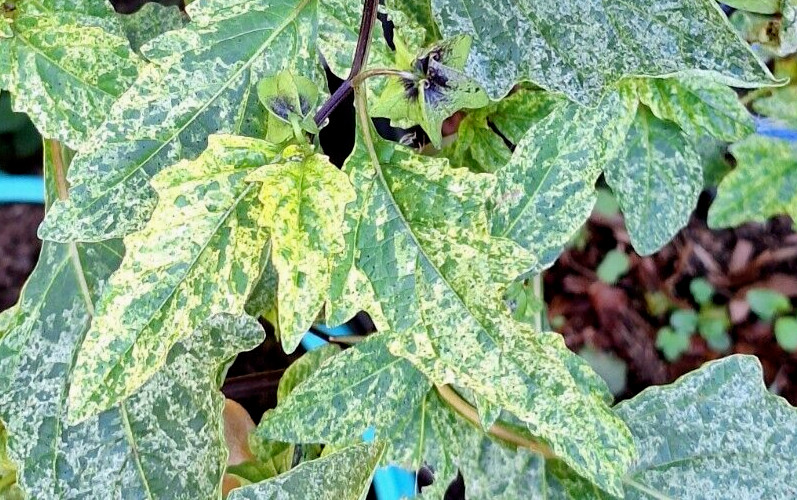 rare variegated shoofly plant 100 seeds, Nicandra Phsalodes Var. Splash of cream