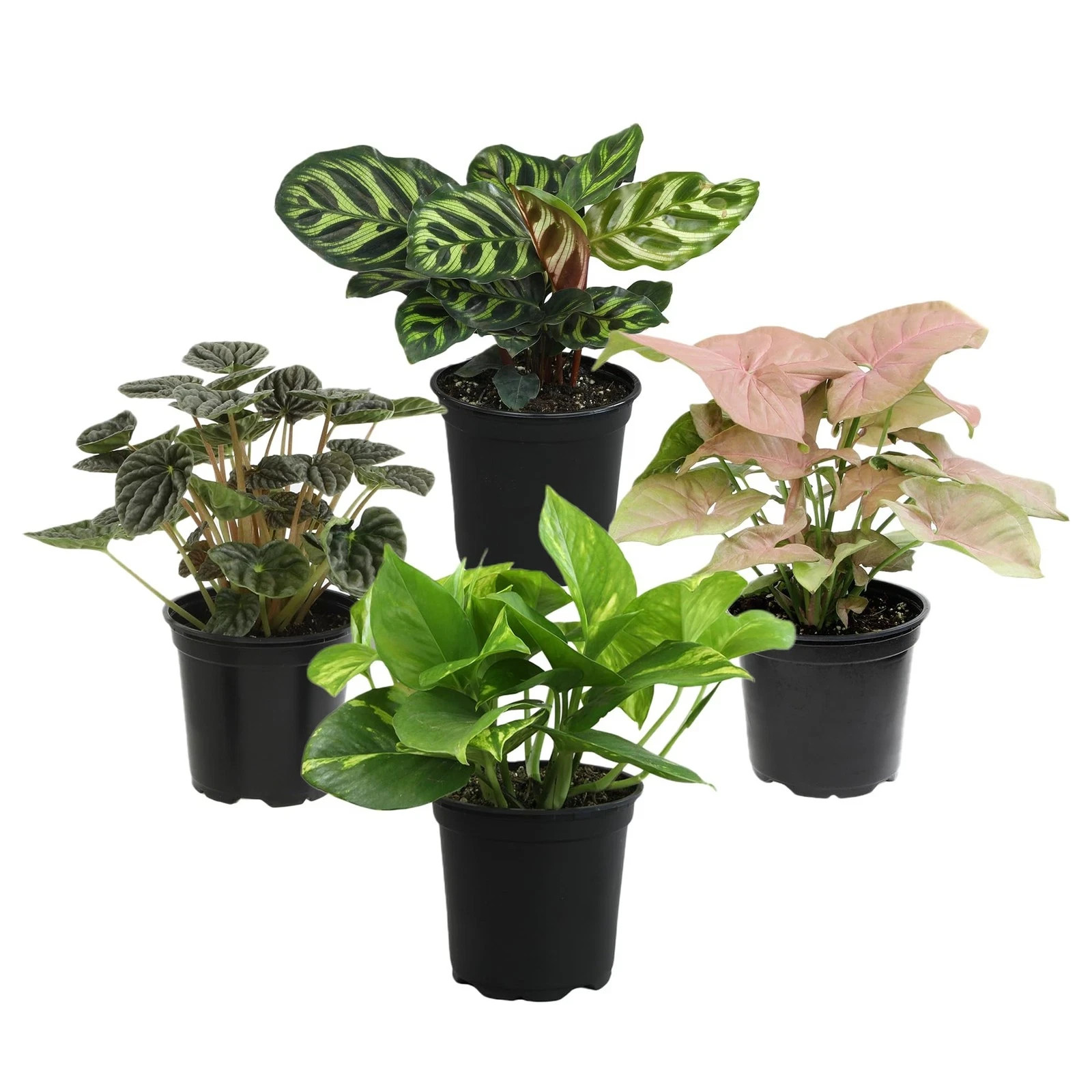 Essential Houseplant Collection (4PK) Live Plants Indoor Plants Live Housepla…