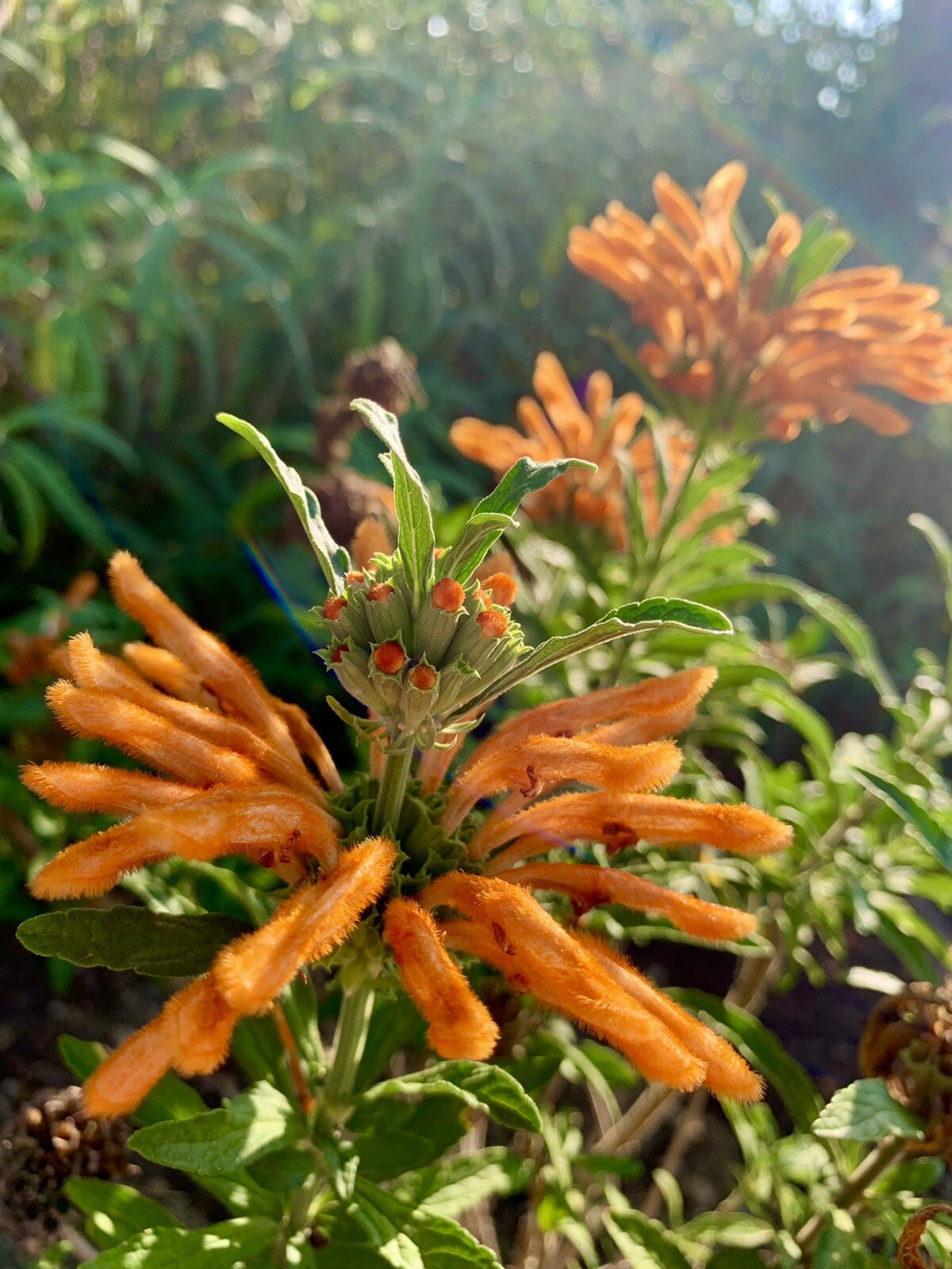 Lion’s ear/ Leonotis Leonurus/ Wild Dagga – 50 seeds 2024 – USA