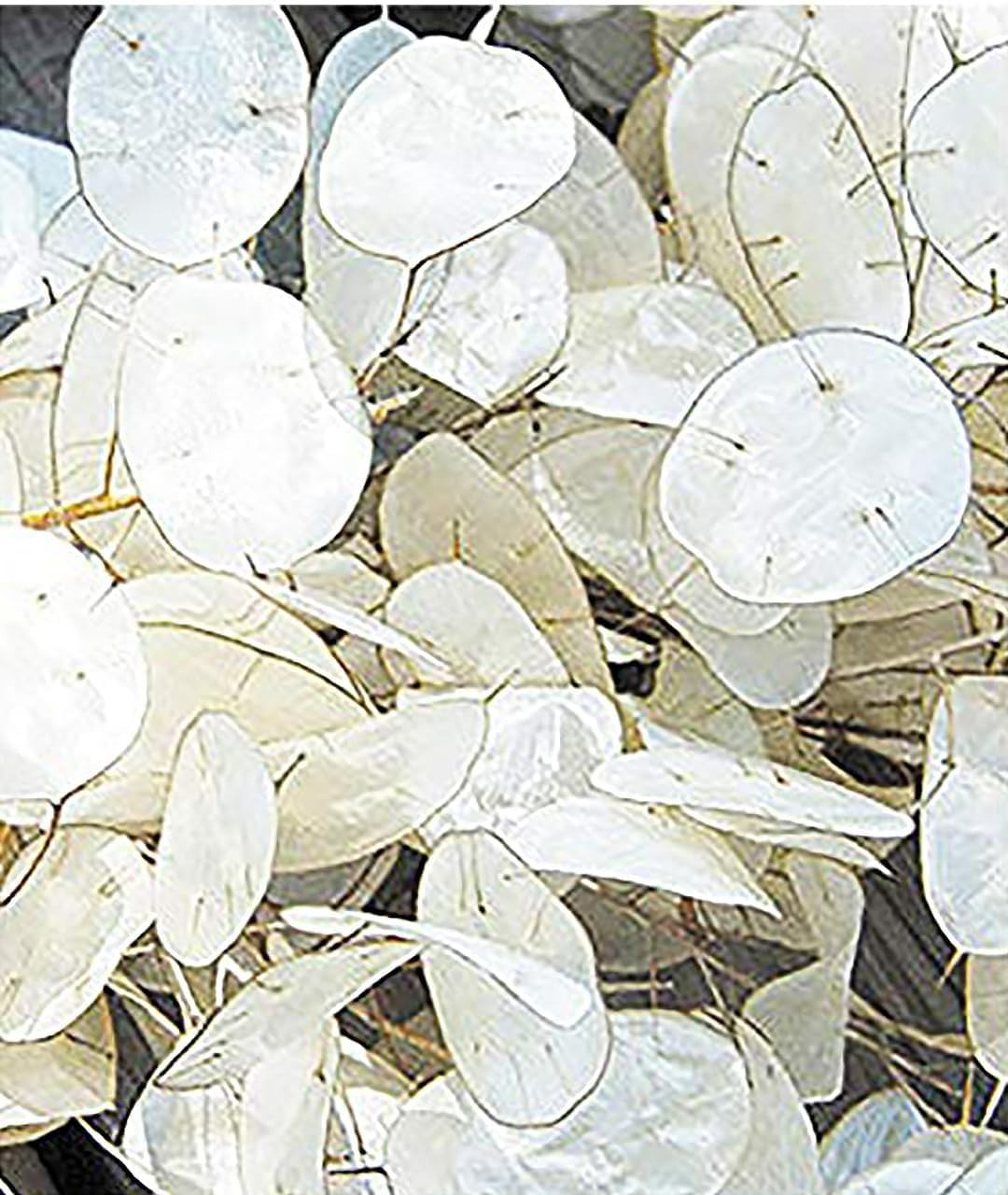150 Seeds of Lunaria Money Plant – Attractive, Non-GMO & Pollinator Friendly