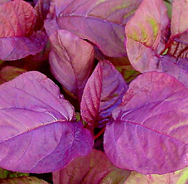Amaranth Asia Red 250 seeds