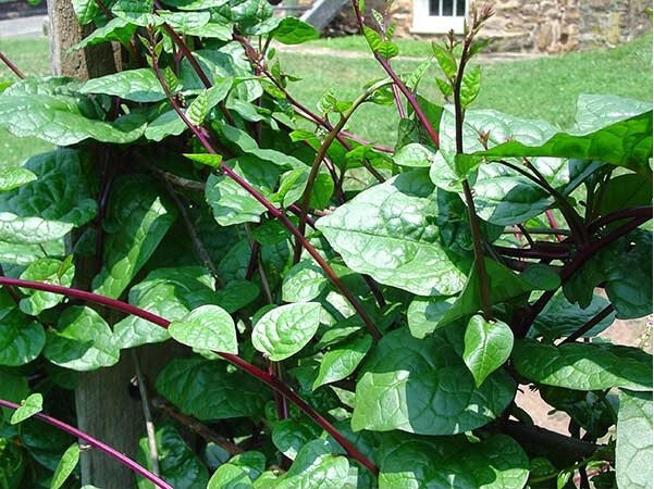Organic Red Malabar Spinach Seeds, Mồng Tơi Đỏ, basella alba