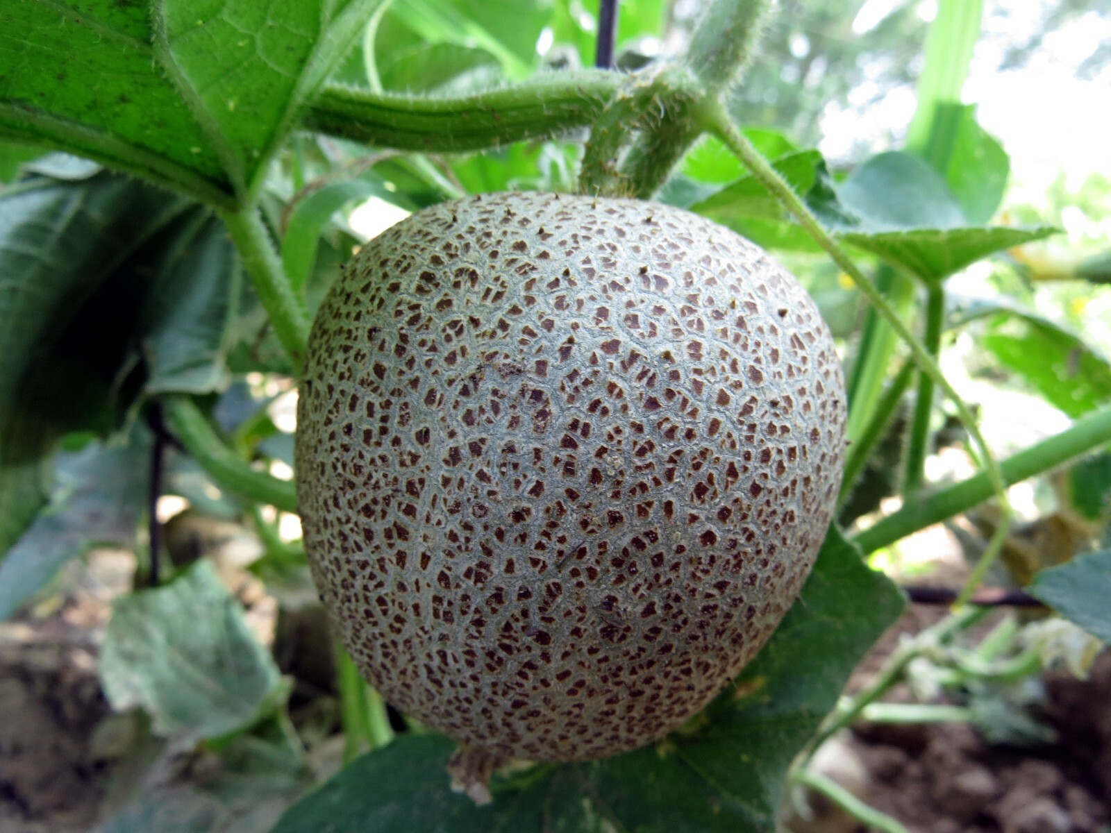 Brown Netted Cucumber – an old Russian heirloom with sweet flavor