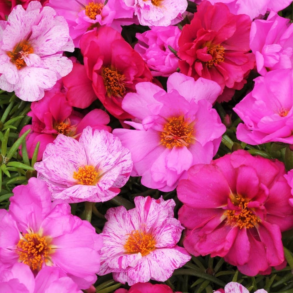 20000+ Moss Rose Flowers Seeds for Planting Outdoor-Portulaca Grandiflora Rose O