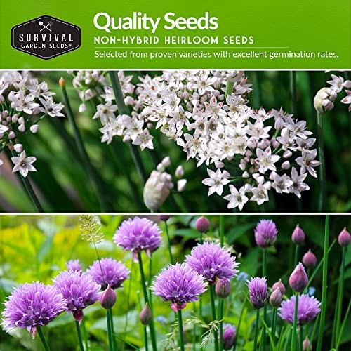 Chive Seed Collection – Common & Garlic Chives – 2 Packets of Non-GMO Heirloom