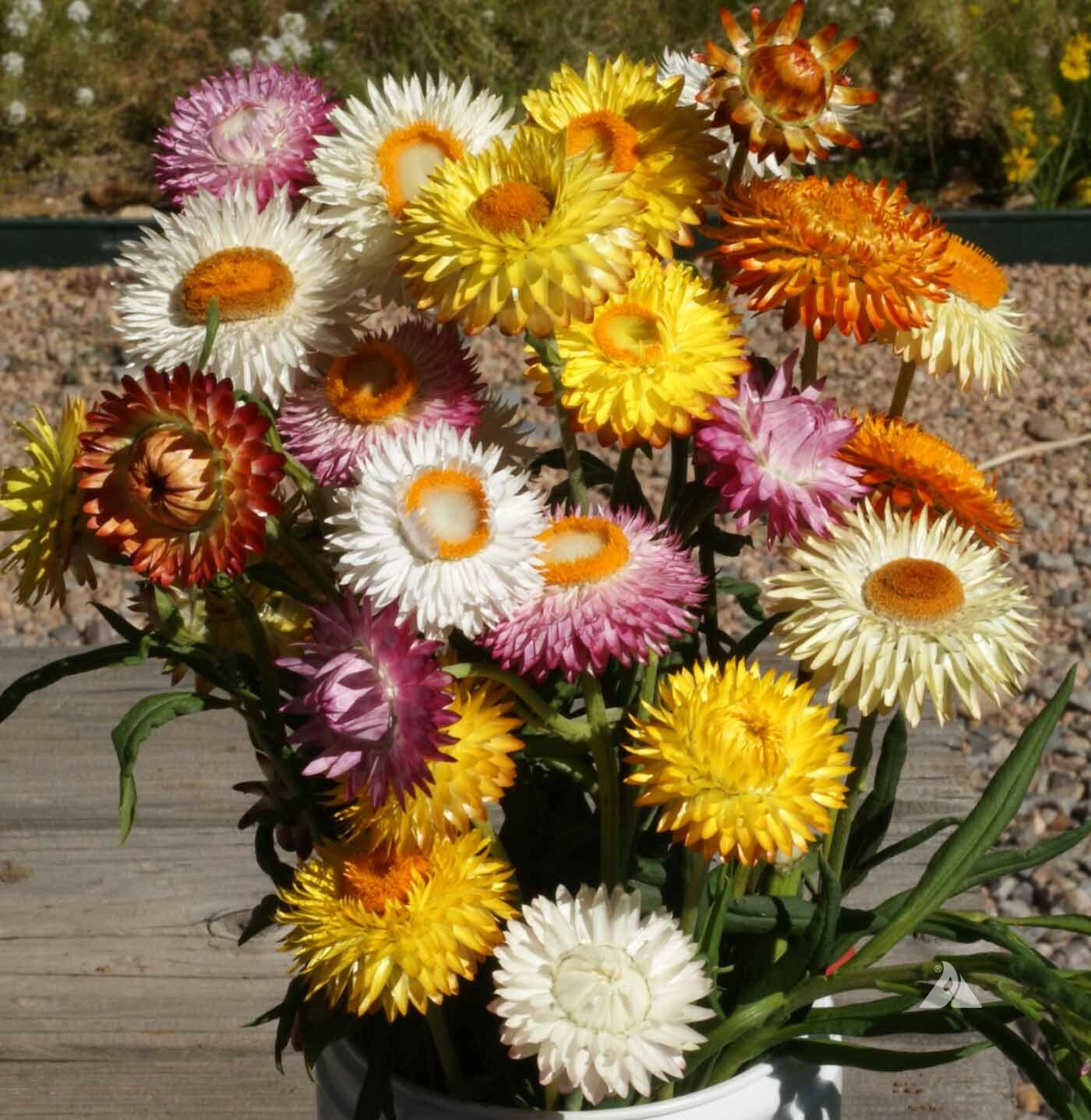 STRAWFLOWER TALL Mixed Dried Flowers Cut Flowers 36″ Tall Non-GMO 500 Seeds!