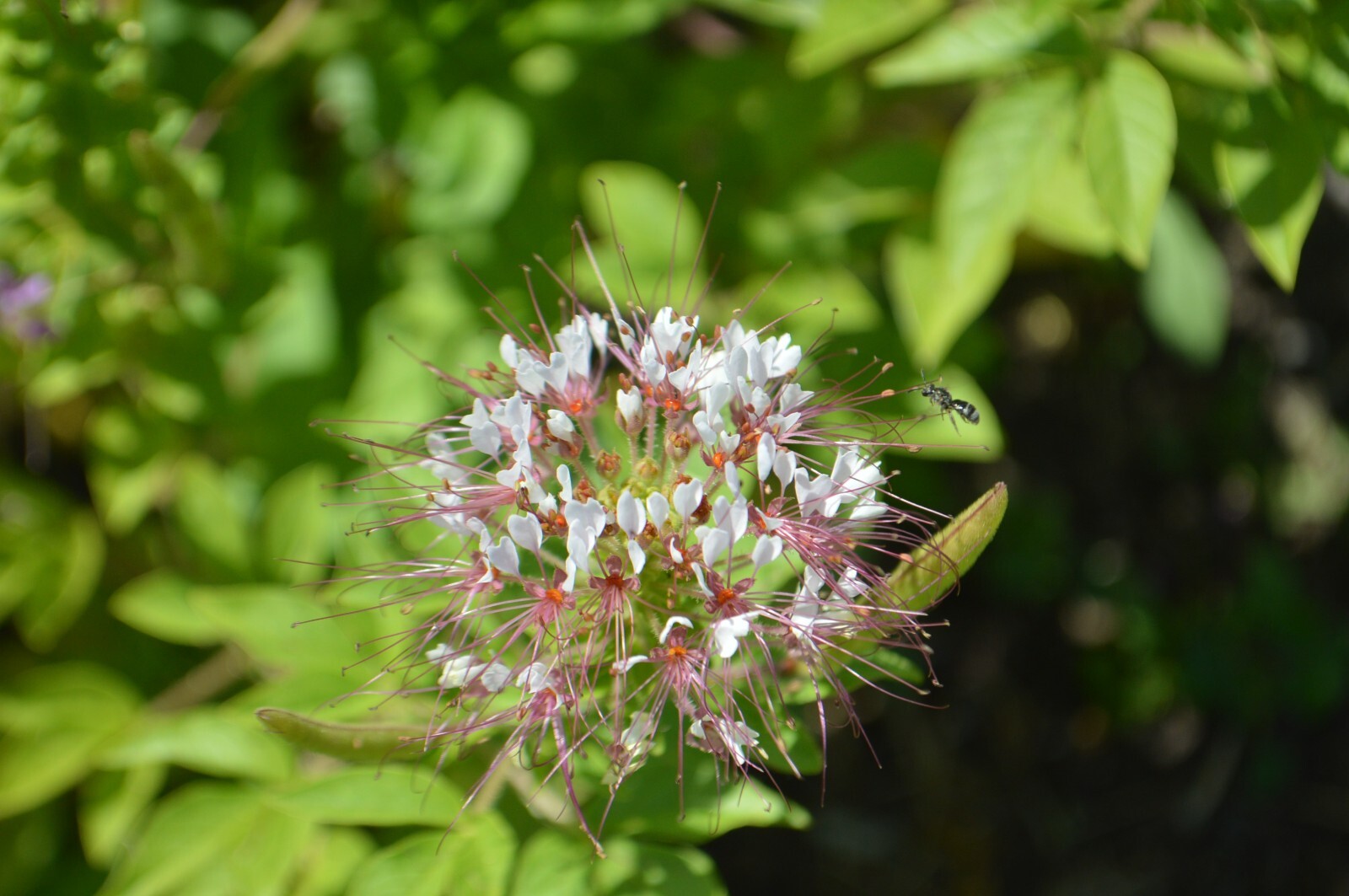 1 GRAM + redwhisker clammyweed/NATIVE/Polanisia dodecandra/ORGANIC/400 + seeds