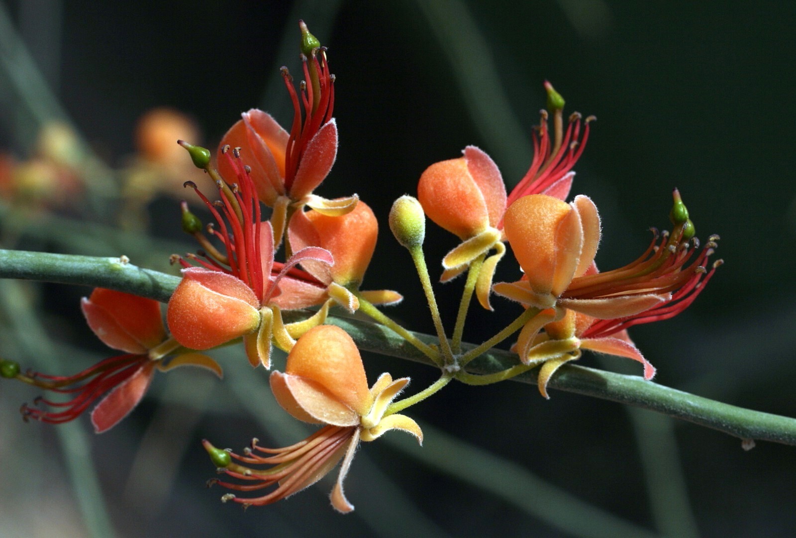 Capparis Decidua 10 Seeds Karira Edible Bare Caper Vining Shrub Small Fruit Tree