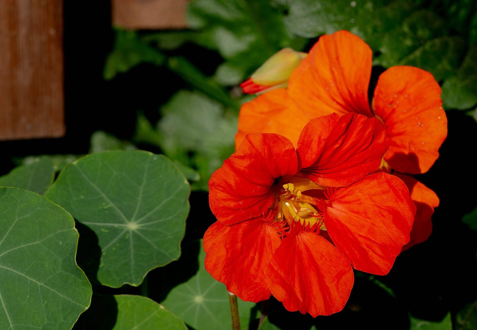 25 Dwarf RED EMPRESS NASTURTIUM Tropaeolum Nanum Hummingbird Flower Seeds