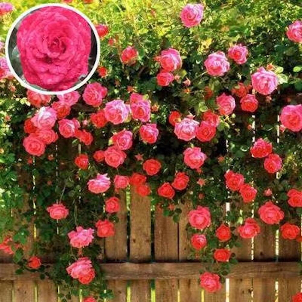 25 CLIMBING ROSE SEEDS Garden Plant Flower rare exotic USA seller FREE shipping