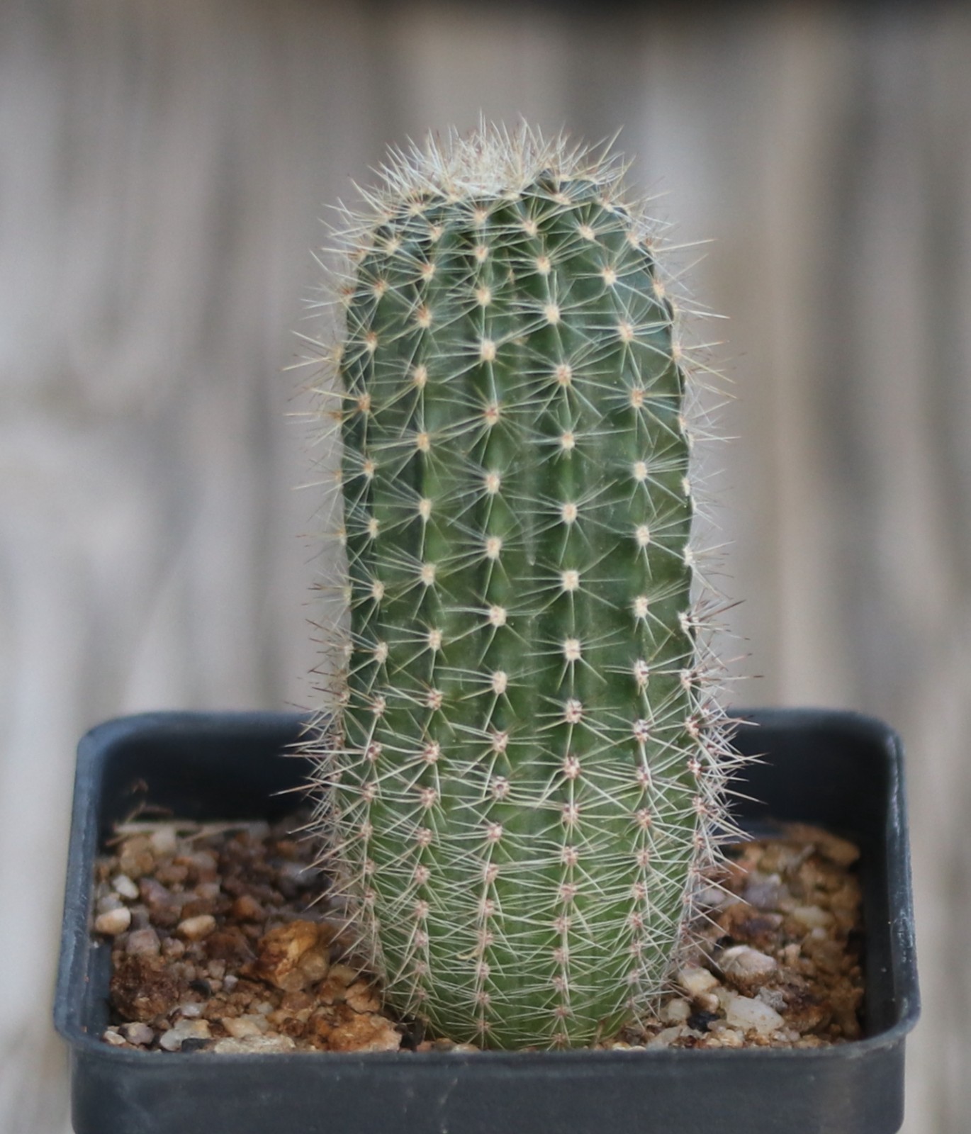 Echinopsis hybrid ‘Fluffy Ruffles’