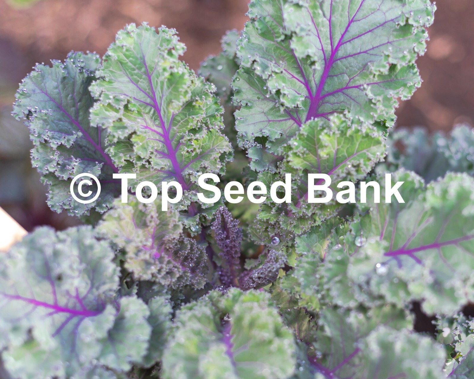 50+ Scarlet Kale seeds, Purple Curled Kale, Cold Hardy, Heat Tolerant +Free GIFT