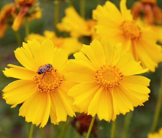 COREOPSIS LANCELEAF YELLOW DWARF Coreopsis Lanceolata – 2,500 Bulk Seeds