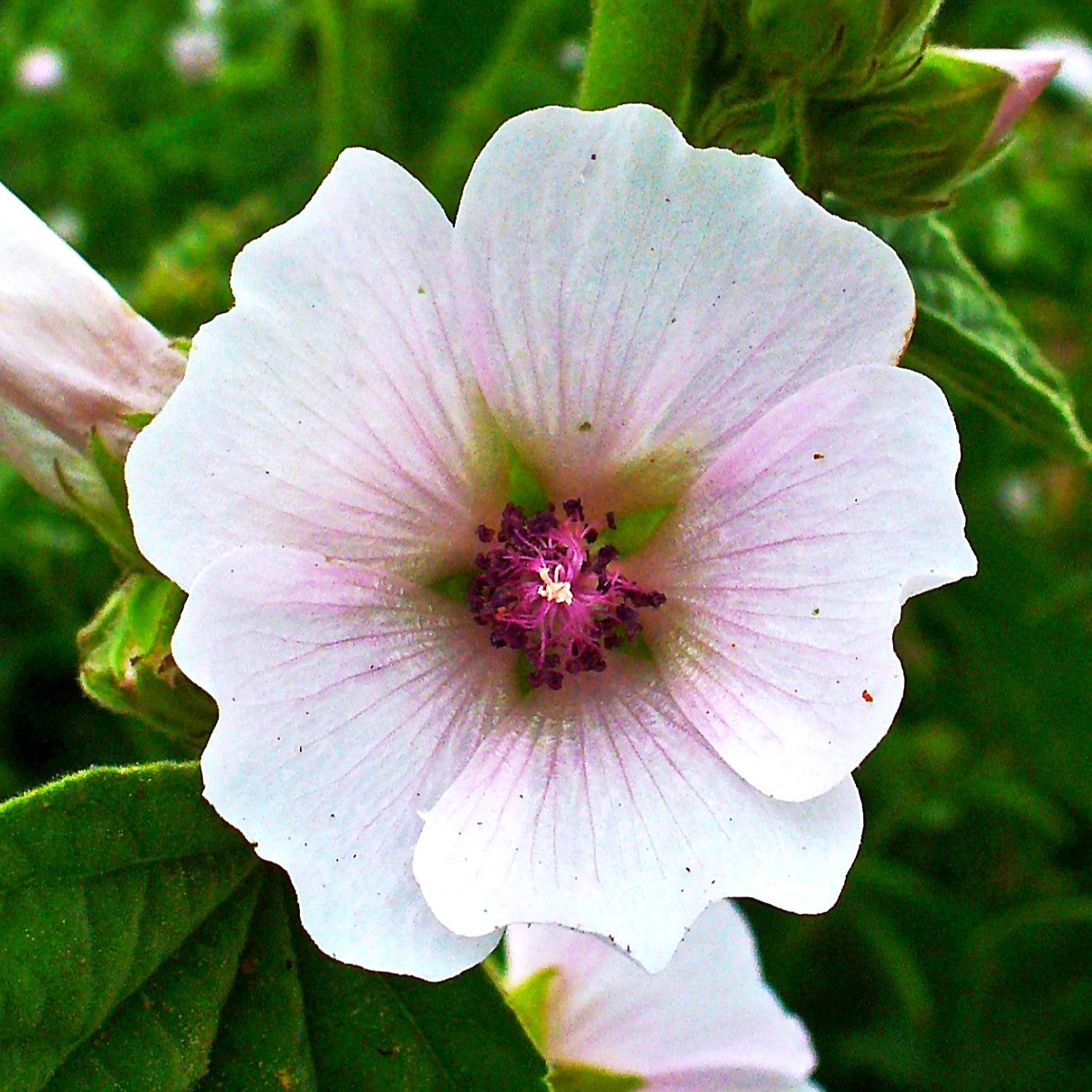 Marshmallow Plant Seeds – For 2025 Planting Medicinal Marsh Mallow Flower Rose
