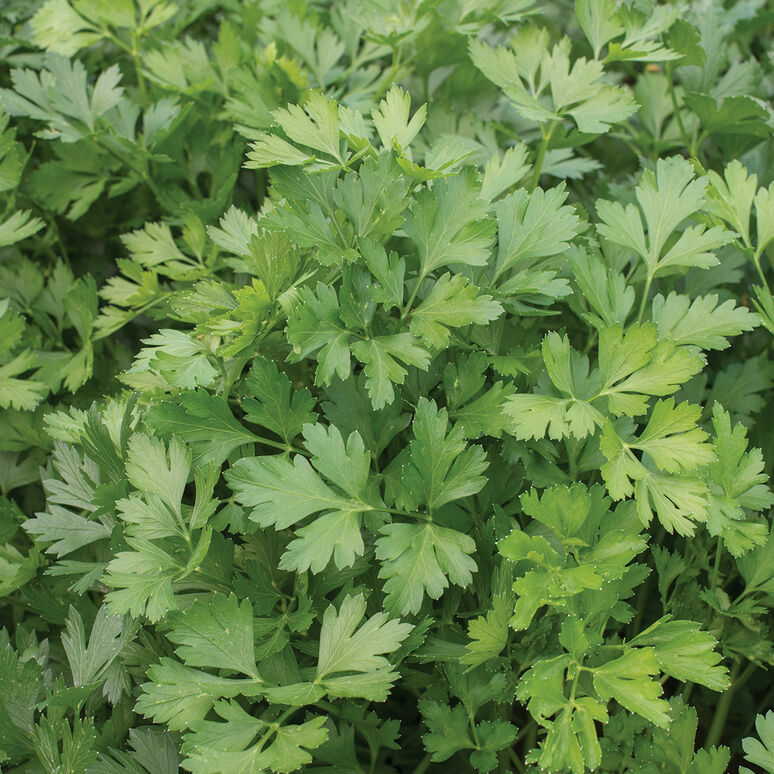 2000 Italian Giant Parsley Seeds NON-GMO Heirloom Free Shipping