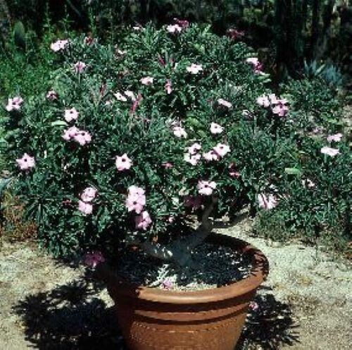 Adenium Swazicum ( Summer Impala Lily ) 1 Year Old Plant, Plus 2 bonus plants!