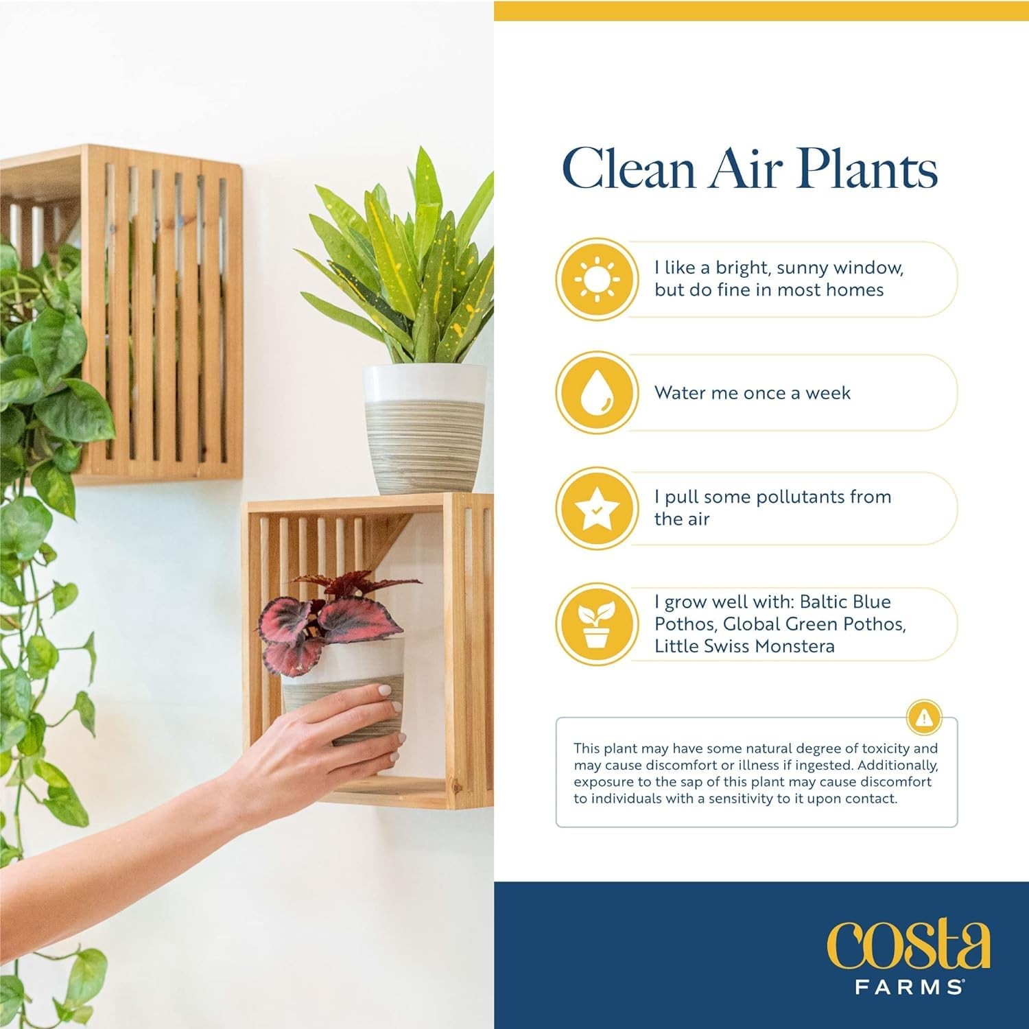 Live Indoor Plants Pack | Easy Care | 6 Varieties | 1-Foot Tall | 6-Inch Pots