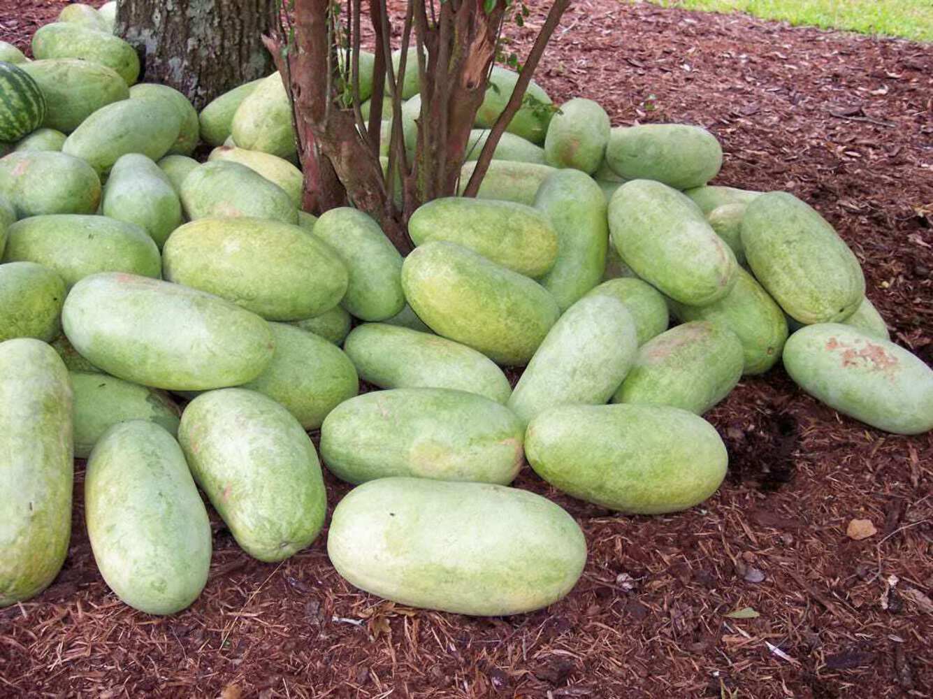 50 CHARLESTON GRAY WATERMELON Citrullus Lanatus Red Fruit Melon Seeds