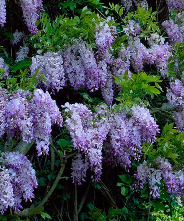 5 Dark Purple Chinese Wisteria Seeds Vine Climbing Flower Perennial Seed 120