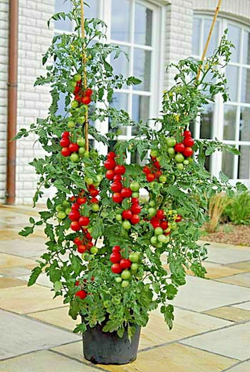 101+CHERRY TOMATO Seeds Organic Heirloom Vegetable Garden Patio Container Easy