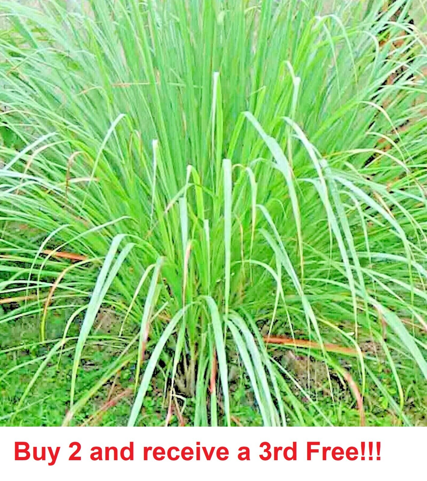 LEMONGRASS 300+ SEEDS LEMON GRASS MOSQUITO INSECT REPELLENT FRESH