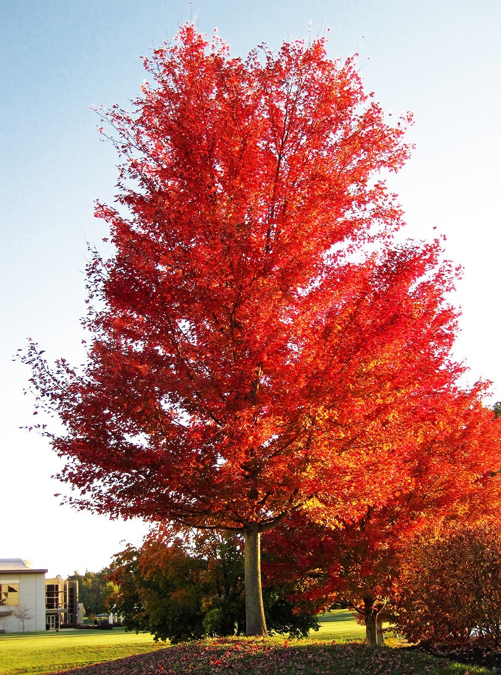 Southern Red Maple Tree | Premium Seeds | Acer rubrum ‘Summer’ | Plants’®