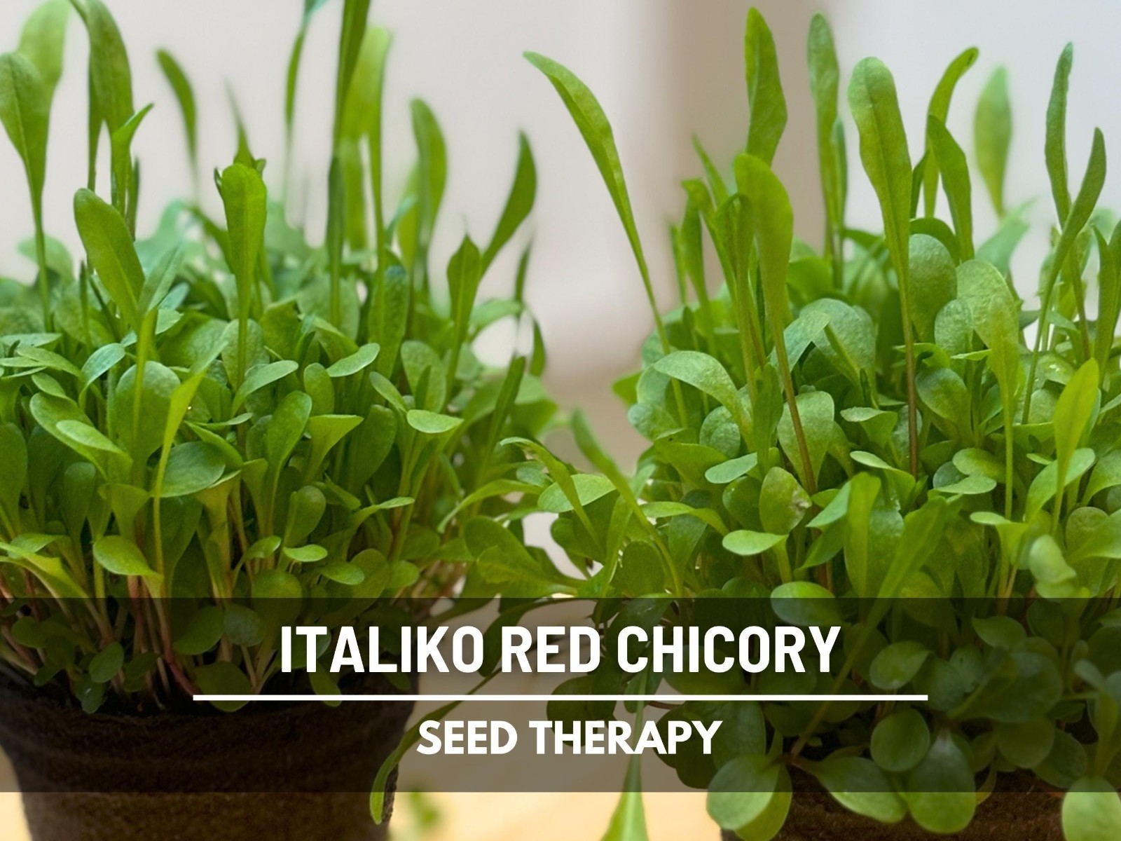 Red Italiko Chicory Seeds, Heirloom Culinary and Medicinal Herb, USA Grown