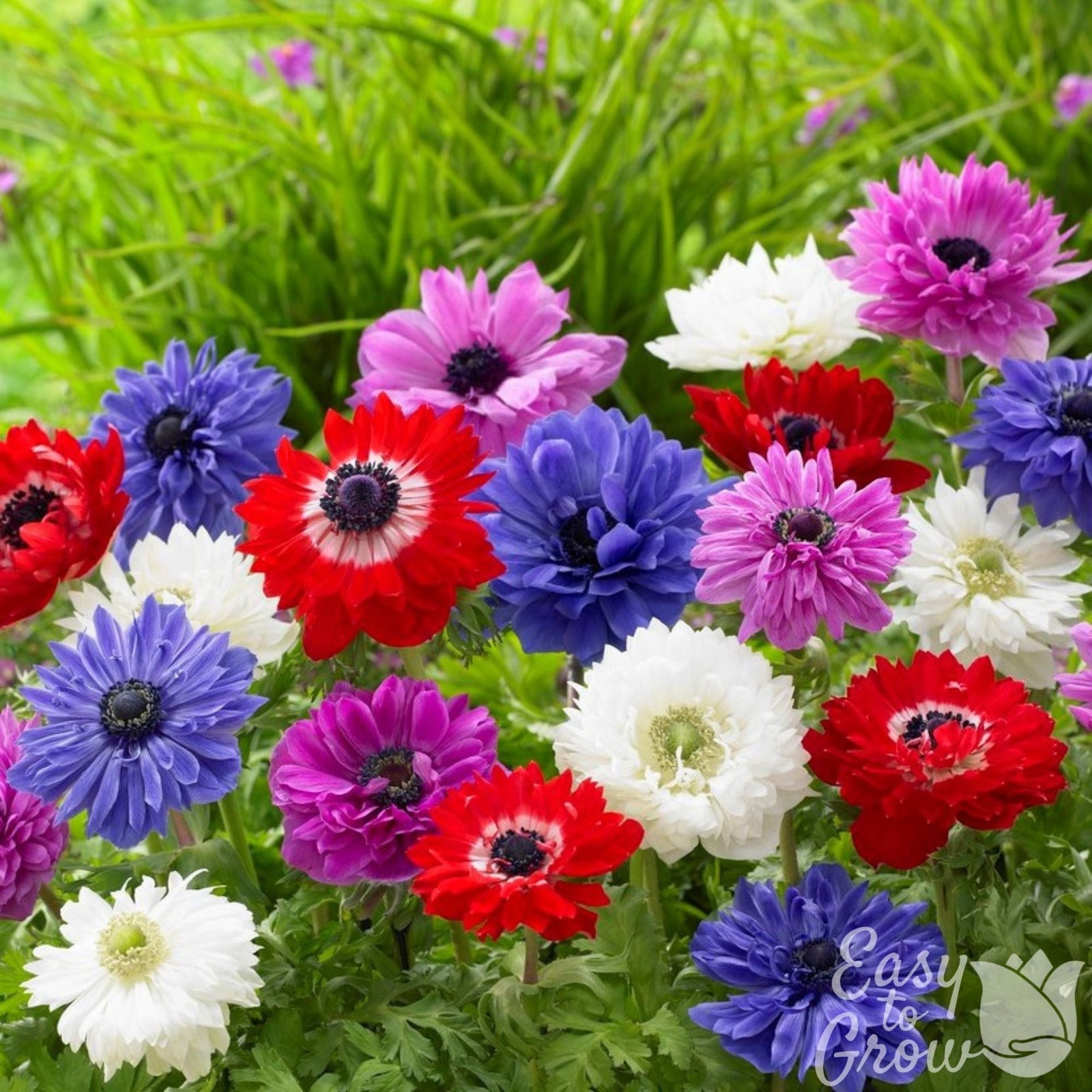 Anemone St. Brigid Mix 60 Flower Bulbs – Spring Colorful Blooms in Sun