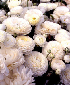 White Ranunculus – 10 bulbs