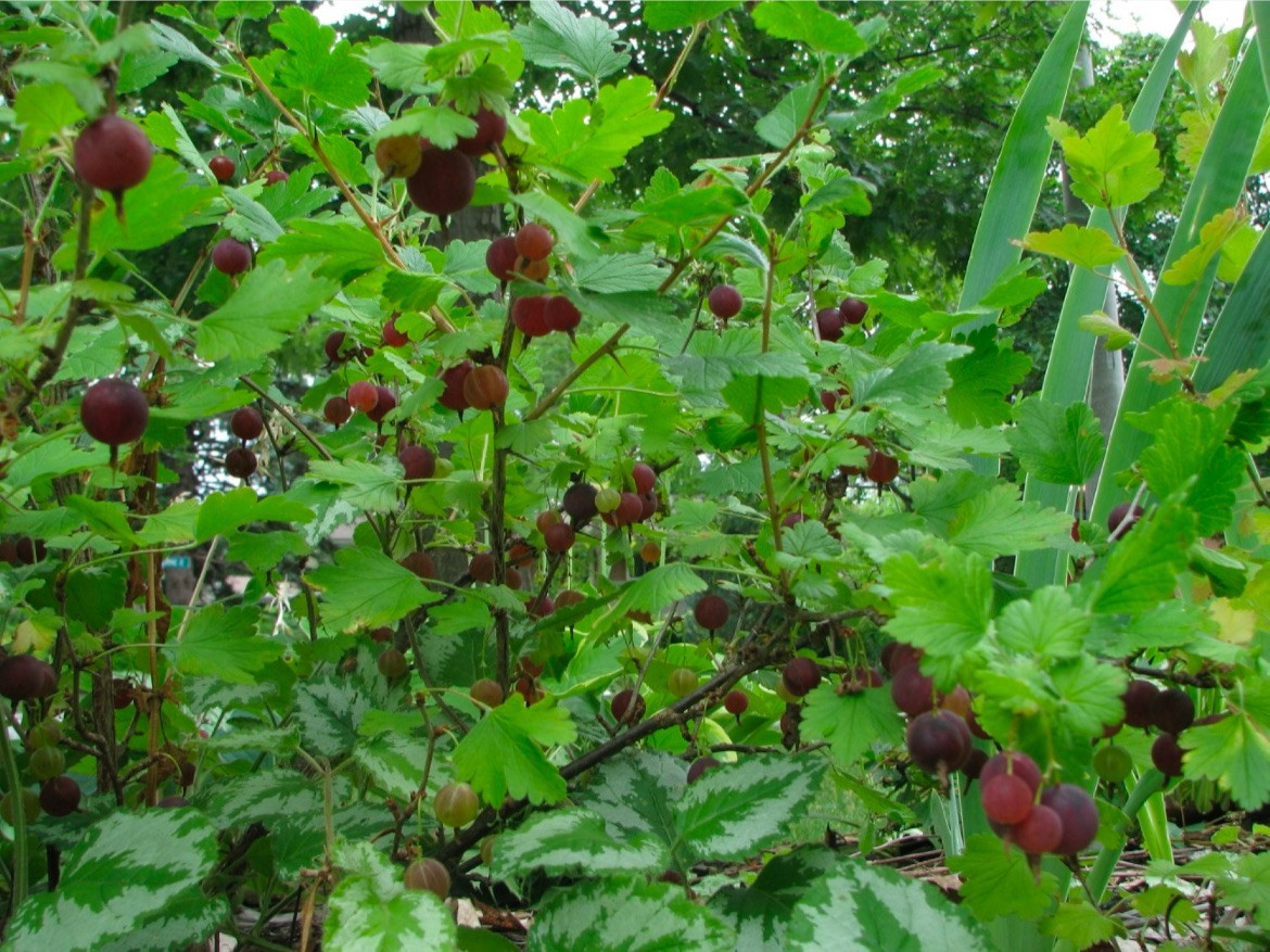 Pixwell Gooseberry, (Ribes Pixwell) well rooted starter plant 8-12 inches tall