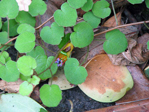 Fuchsia procumbens | Creeping, Climbing or Trailing Fuchsia | 5 Seeds