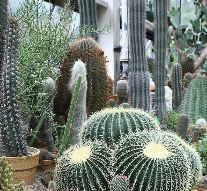 25+ Mixed Cactus seeds , mix succulent seeds | USA Free Shipping .