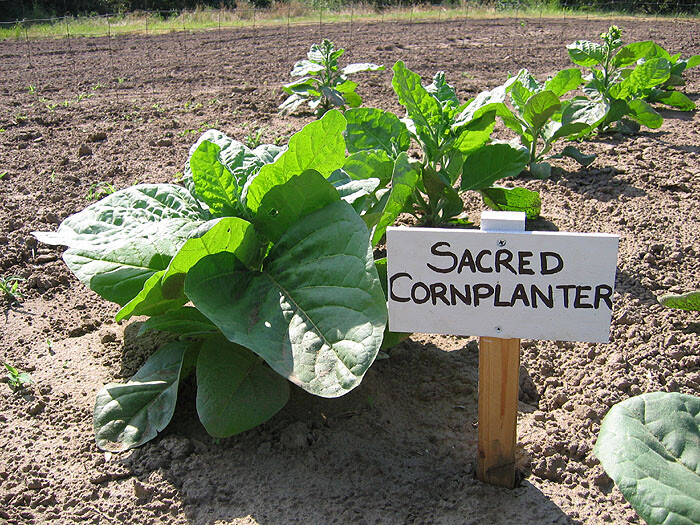 1000 Sacred Cornplanter Rustica Tobacco Seeds – Nicotiana – Sacred Tobacco