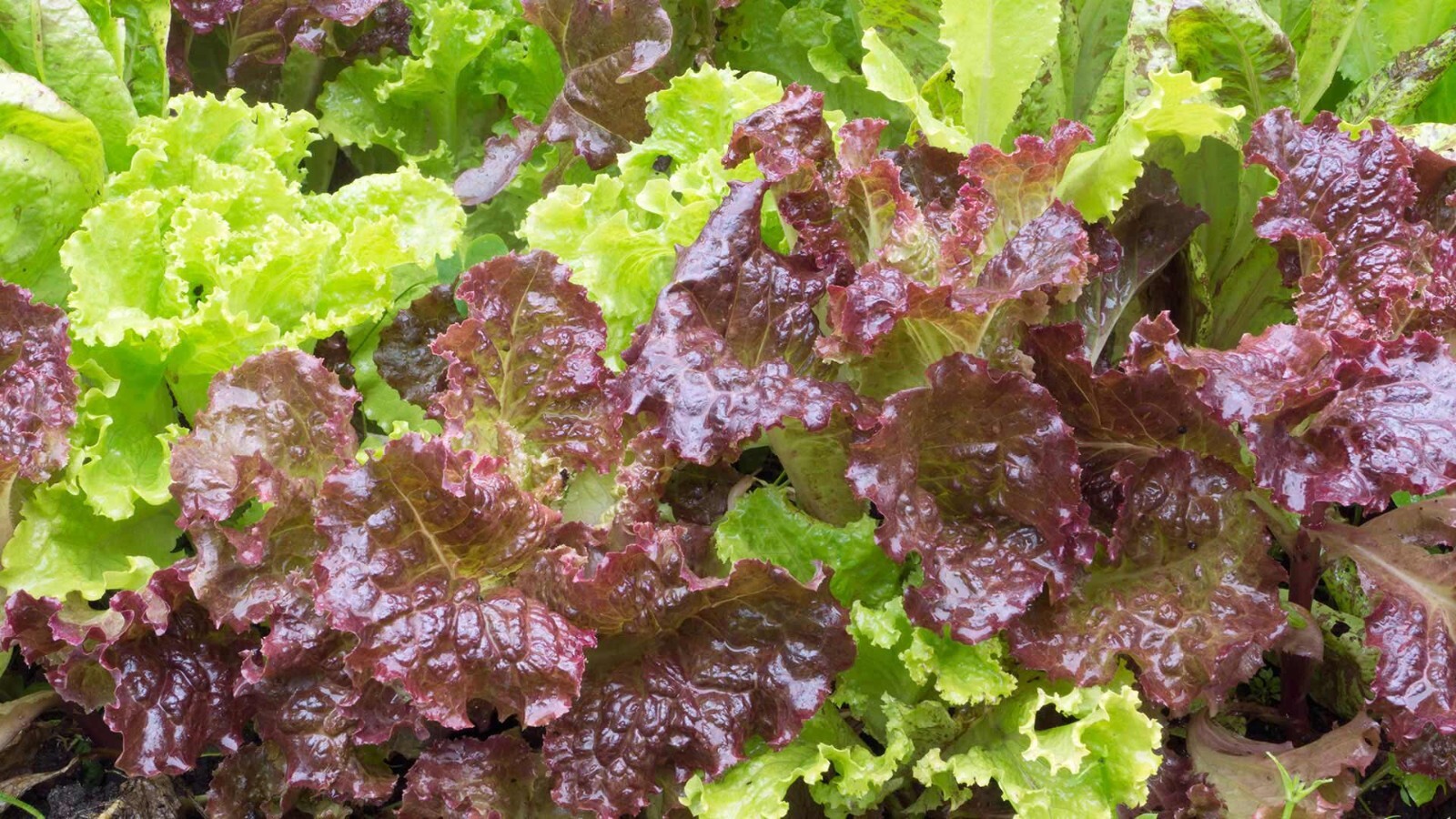 1 Gram Fresh | NON-GMO | Red Sails Loose-Leaf Premium Lettuce Seeds-B 42