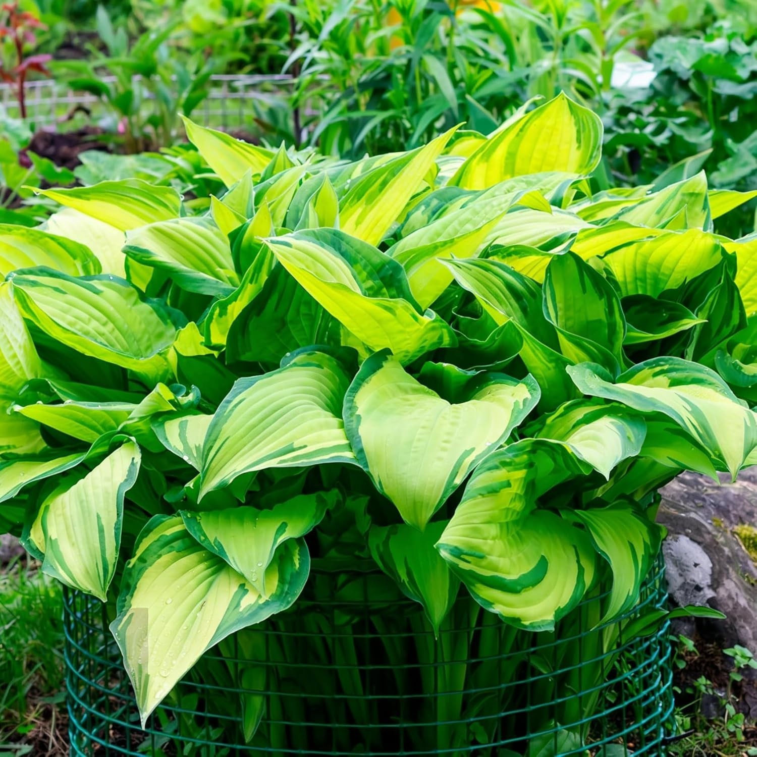 220+ Hosta Seeds Blue Perennial for Planting,Hosta Seeds Blue and Black,Rare Hos