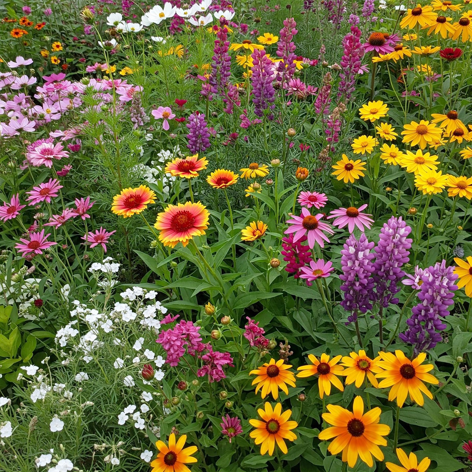 1 LB Cut Flower Mix Bulk Wildflower Seeds Garden Planting Floral Outdoors