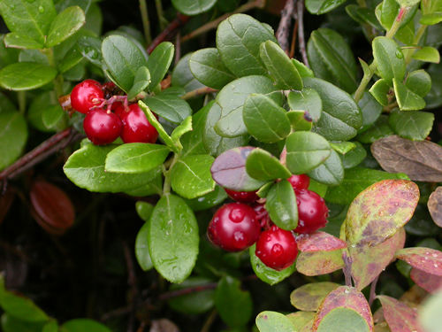 American Cranberry, Vaccinium macrocarpon, Seeds (Edible, Hardy, Fall Color)