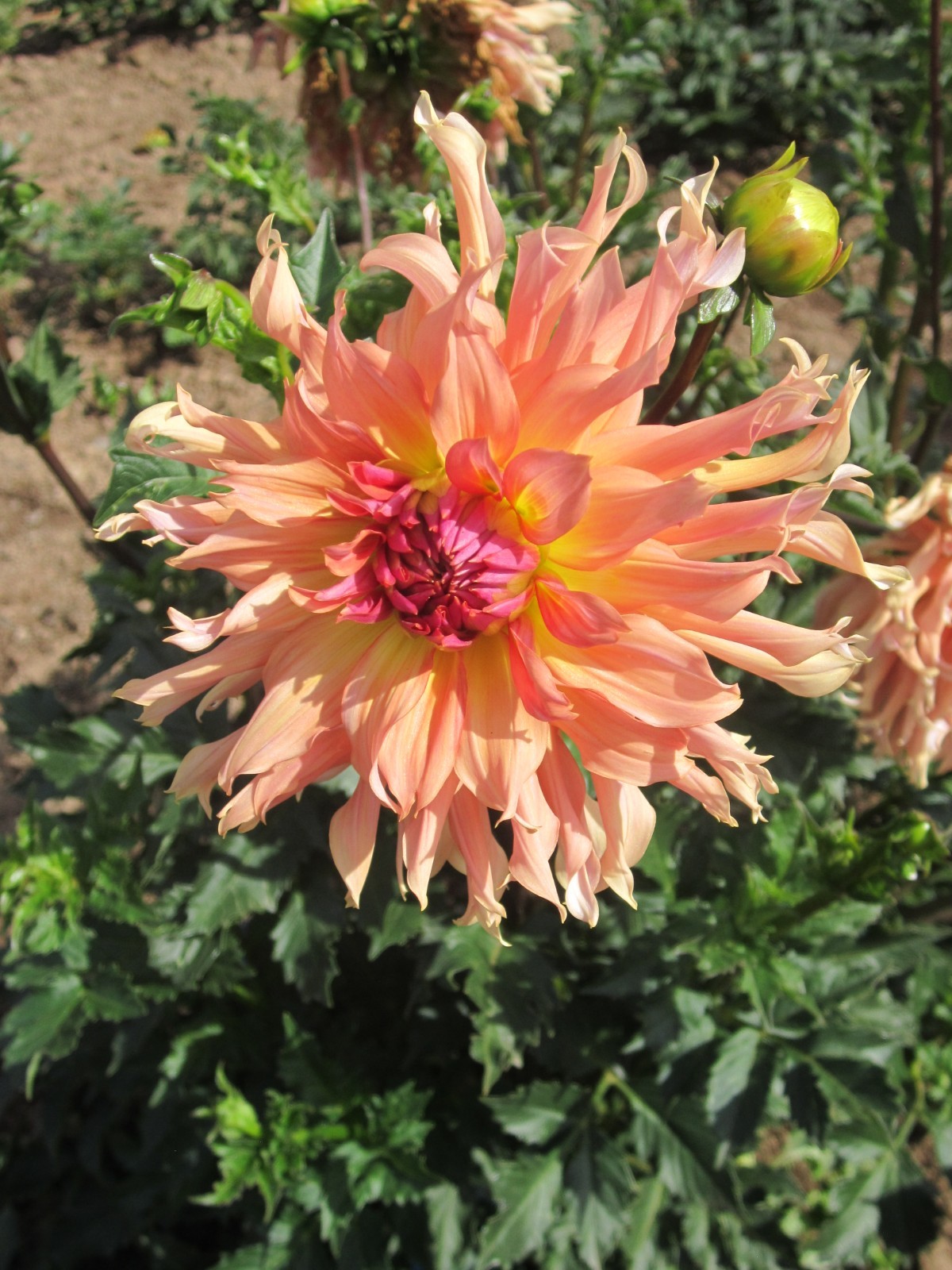 Dahlia Tubers, 30 + Bulbs Flowering Plants